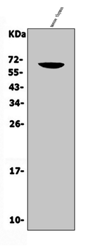 CD16/Fcgr3 Antibody