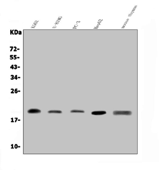 Anti-GRX2/GLRX2 Antibody