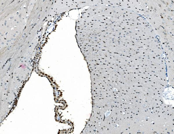 Anti-GRX2/GLRX2 Antibody