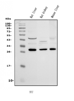 Anti-HYI Antibody