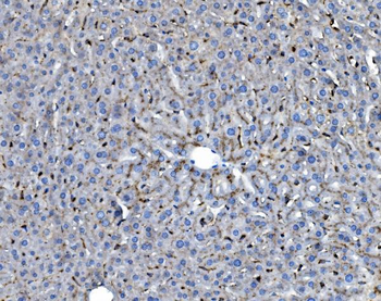 Anti-GILT/IFI30 Antibody