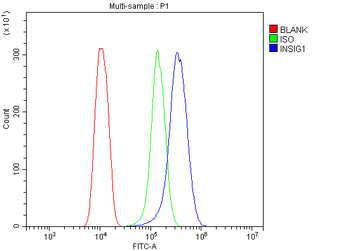 Insig1 Rabbit Polyclonal Antibody