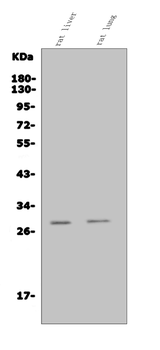 Anti-Insig1 Antibody