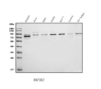 Anti-MEKK2/MAP3K2 Antibody