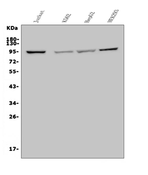 Anti-MAP4K5 Antibody