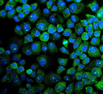 Anti-MAPK11 Antibody