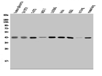Anti-MAPK11 Antibody