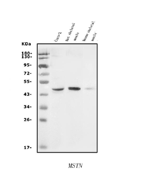 Anti-GDF8/Myostatin/MSTN Antibody