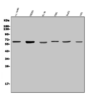 Anti-PARP2 Antibody