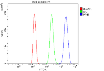 Cyclophilin E/PPIE Antibody