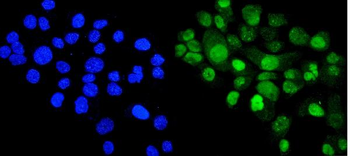 Anti-Cyclophilin E/PPIE Antibody