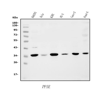 Anti-Cyclophilin E/PPIE Antibody