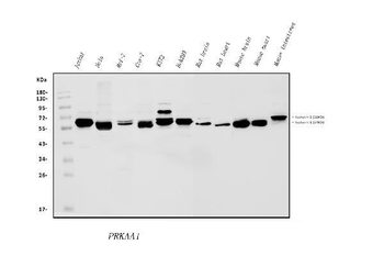 Anti-AMPK alpha 1/PRKAA1 Antibody