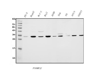Anti-PSME2 Antibody