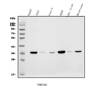 Anti-TMBIM1 Antibody
