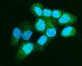 Anti-Apc5/ANAPC5 Antibody