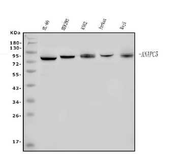 Anti-Apc5/ANAPC5 Antibody