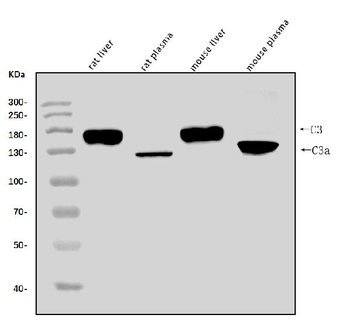 C3 Antibody