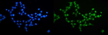 Anti-CDC27 Antibody