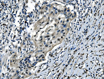 Anti-CDC27 Antibody