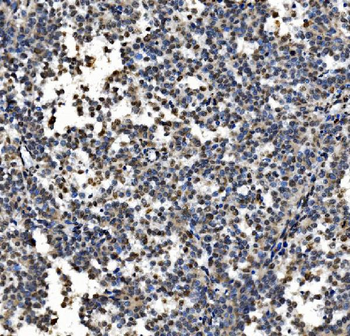 Anti-CDC27 Antibody