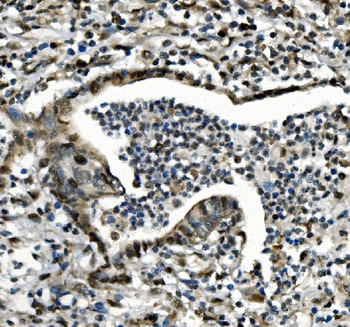 Anti-CDC27 Antibody