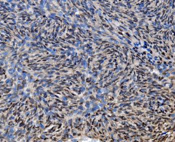 Anti-CDC27 Antibody