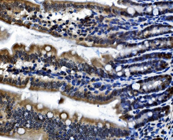 Anti-CDC27 Antibody