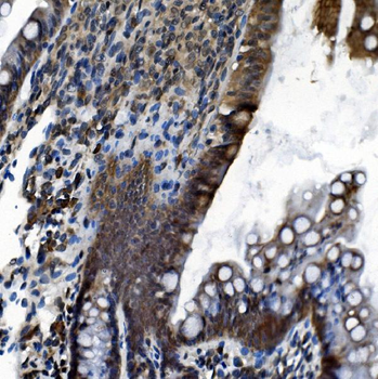 Anti-CDC27 Antibody