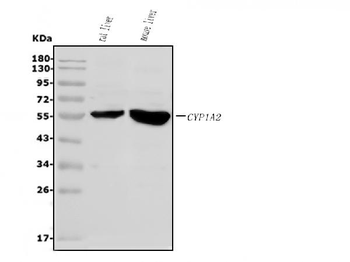 Anti-Cytochrome P450 1A2/Cyp1a2 Antibody