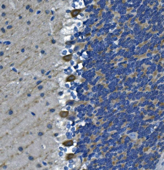 Anti-DGKZ/DGK-zeta Antibody