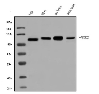 Anti-DGKZ/DGK-zeta Antibody