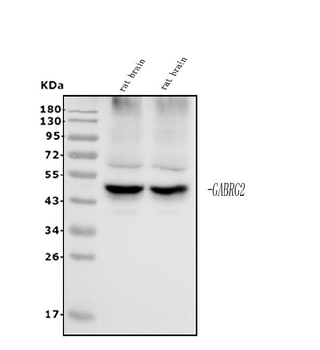 Anti-GABA A Receptor gamma 2/GABRG2 Antibody