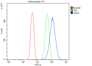 Anti-Glycine decarboxylase/GLDC Antibody