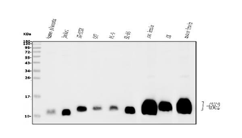 Anti-GNG2 Antibody