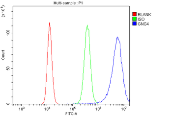 GNG4 Antibody