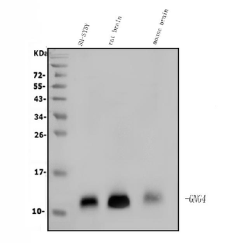 Anti-GNG4 Antibody