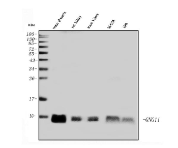 Anti-GNG11 Antibody
