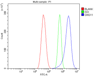 Anti-GNG11 Antibody