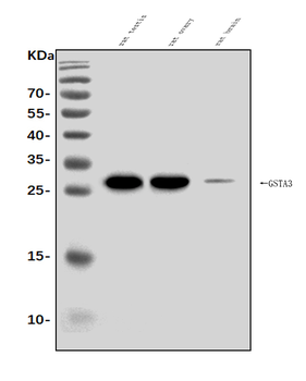 Anti-Gsta3 Antibody