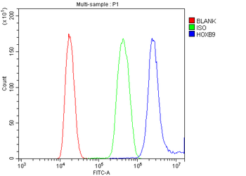 HOXB9 Antibody