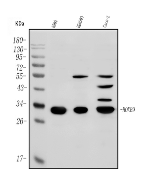 HOXB9 Antibody