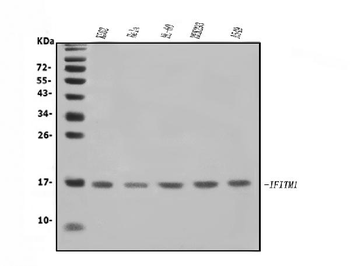 IFITM1 Antibody