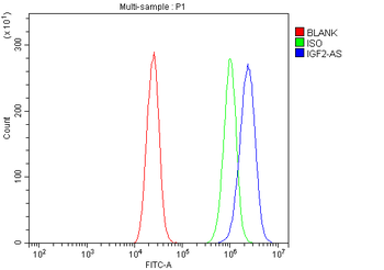 IGF2-AS/IGF2 Rabbit Polyclonal Antibody