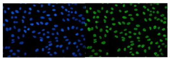 Anti-IGF2-AS Antibody