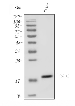 Anti-IGF2-AS Antibody