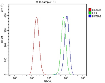 Kv1.1 potassium channel/KCNA1 Antibody