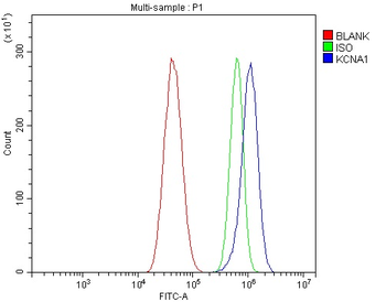 Anti-Kv1.1 potassium channel/KCNA1 Antibody