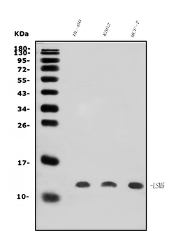 Anti-LSM5 Antibody