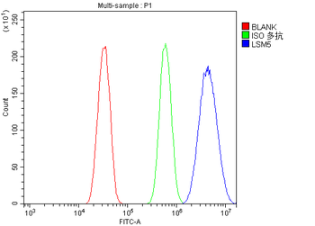 Anti-LSM5 Antibody
